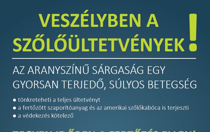 ARANYSZÍNŰ SÁRGASÁG – Veszélyben a szőlőültetvények!